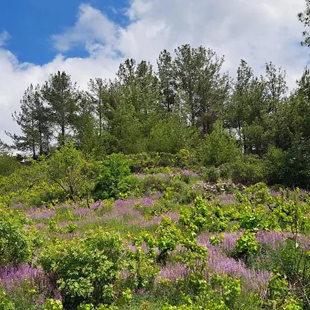 Apartamento Troodos Mountain House!